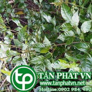 Phân phối mua bán chè dây tại tphcm giá tốt