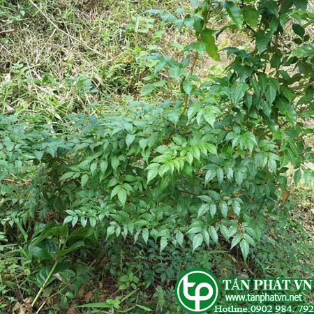 Phân phối sỉ lẻ chè dây tại Ninh Bình giá 120k/1kg