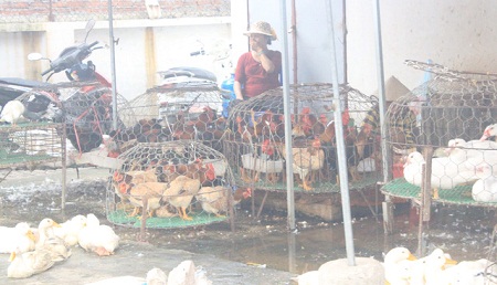 cẩn thận khi ăn thịt gia cầm