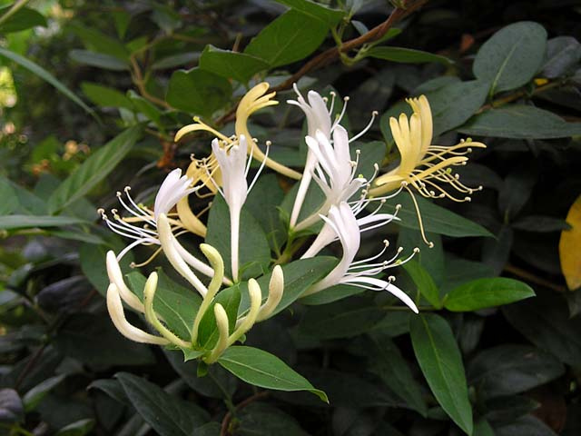 công dụng của kim ngân hoa